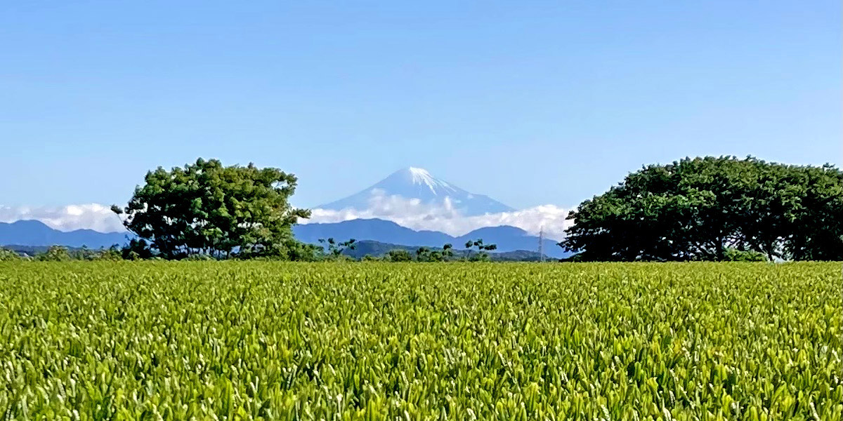 Optional Tours & Travel Guide オプション・観光ガイド