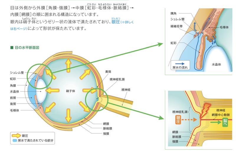 房水の流れと眼圧のしくみ