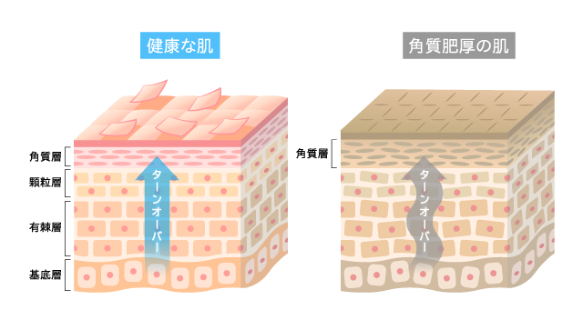 健康と美肌を支えるのは、細胞のターンオーバー！