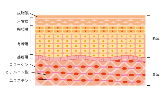 「28日+「28日+年齢」のメカニズム
