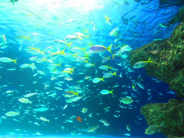 集まる魚の種類