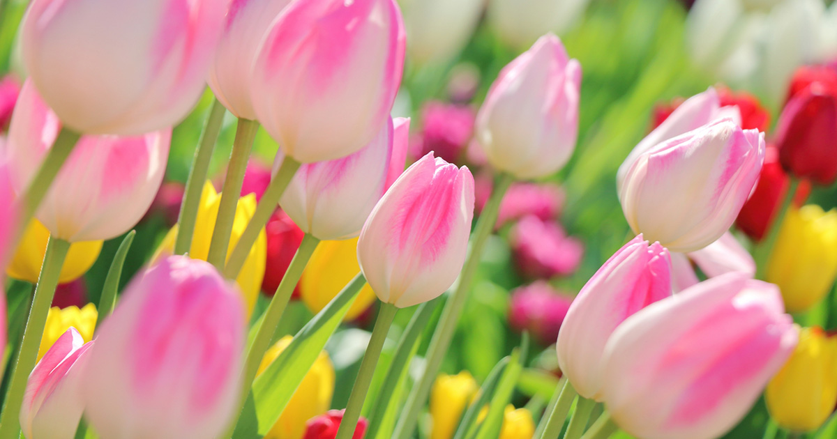 又吉皮膚科イメージ画像