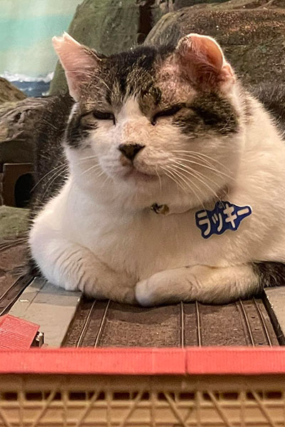 ジオラマ食堂って？