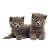 ようこそ、ジオラマ食堂のキャットフードショップへ