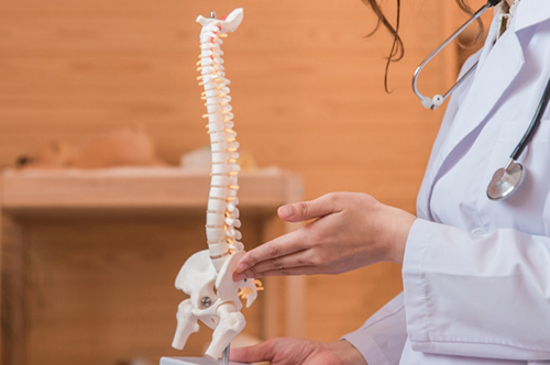 骨の模型を医師が手で触る様子