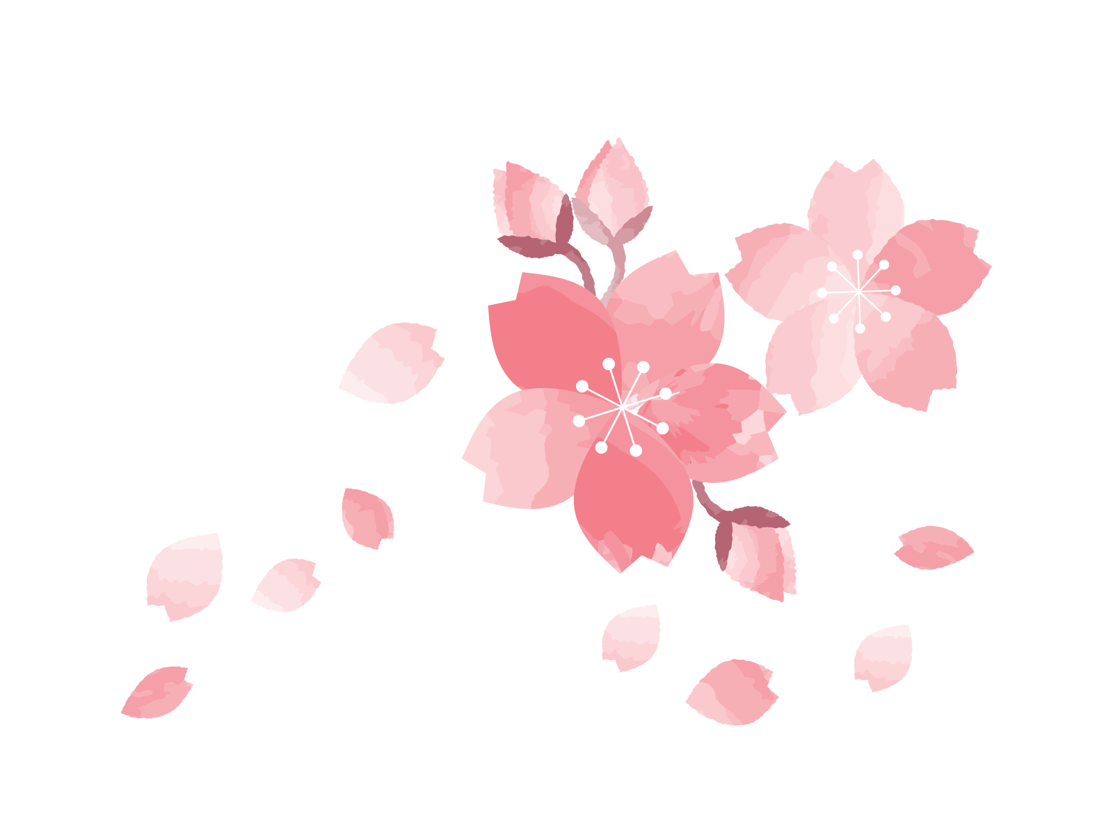 さくらのイラスト