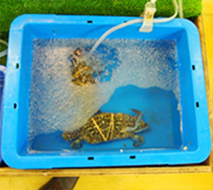 いけすコーナー