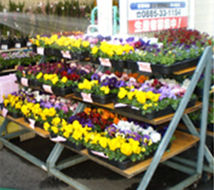 花コーナー
