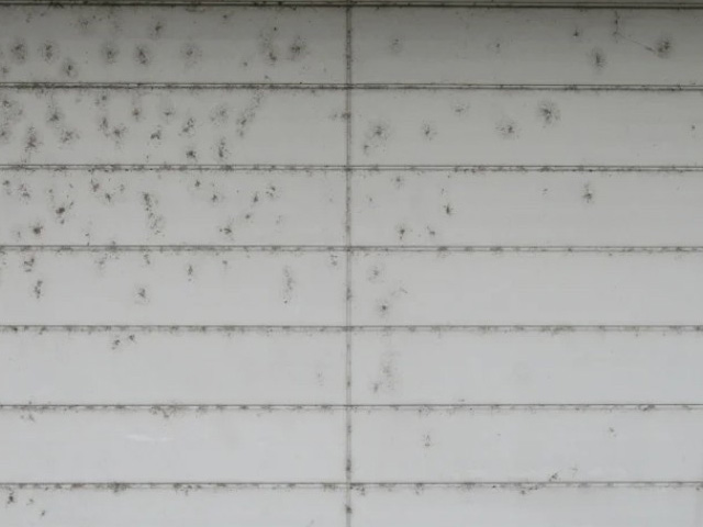 外壁にカビが発生している