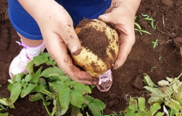 畑活動で育む五感