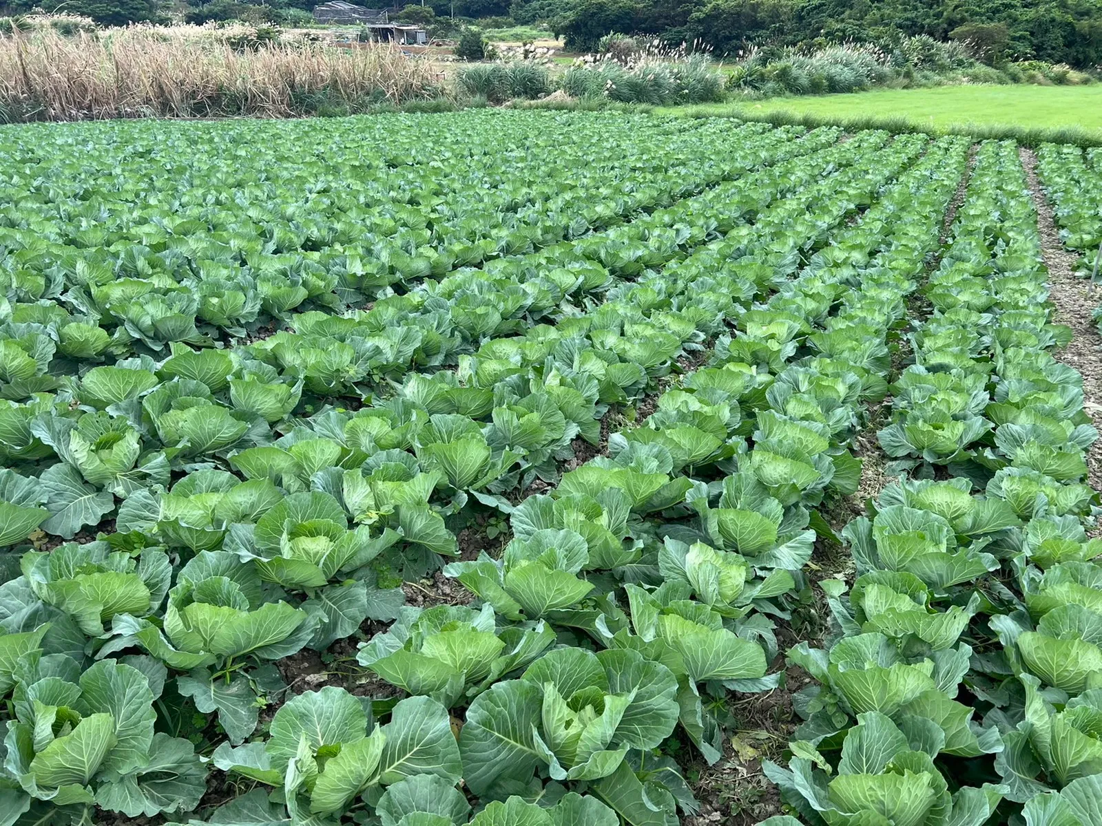 有限会社西銘青果店