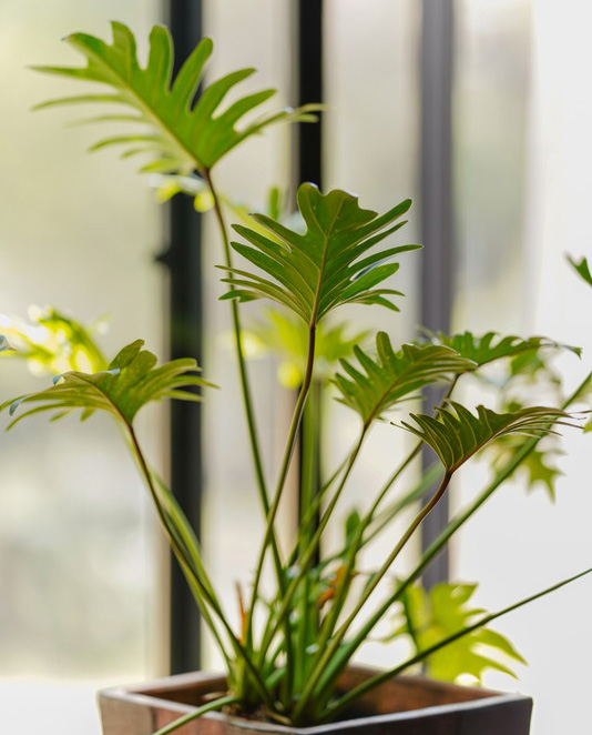 私たちについて