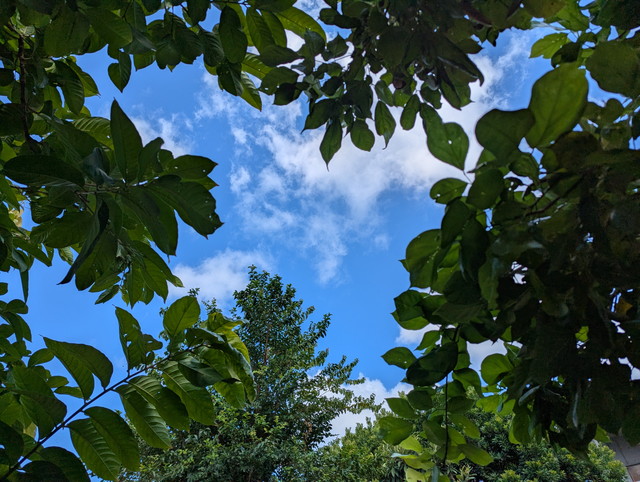 情報公開の画像