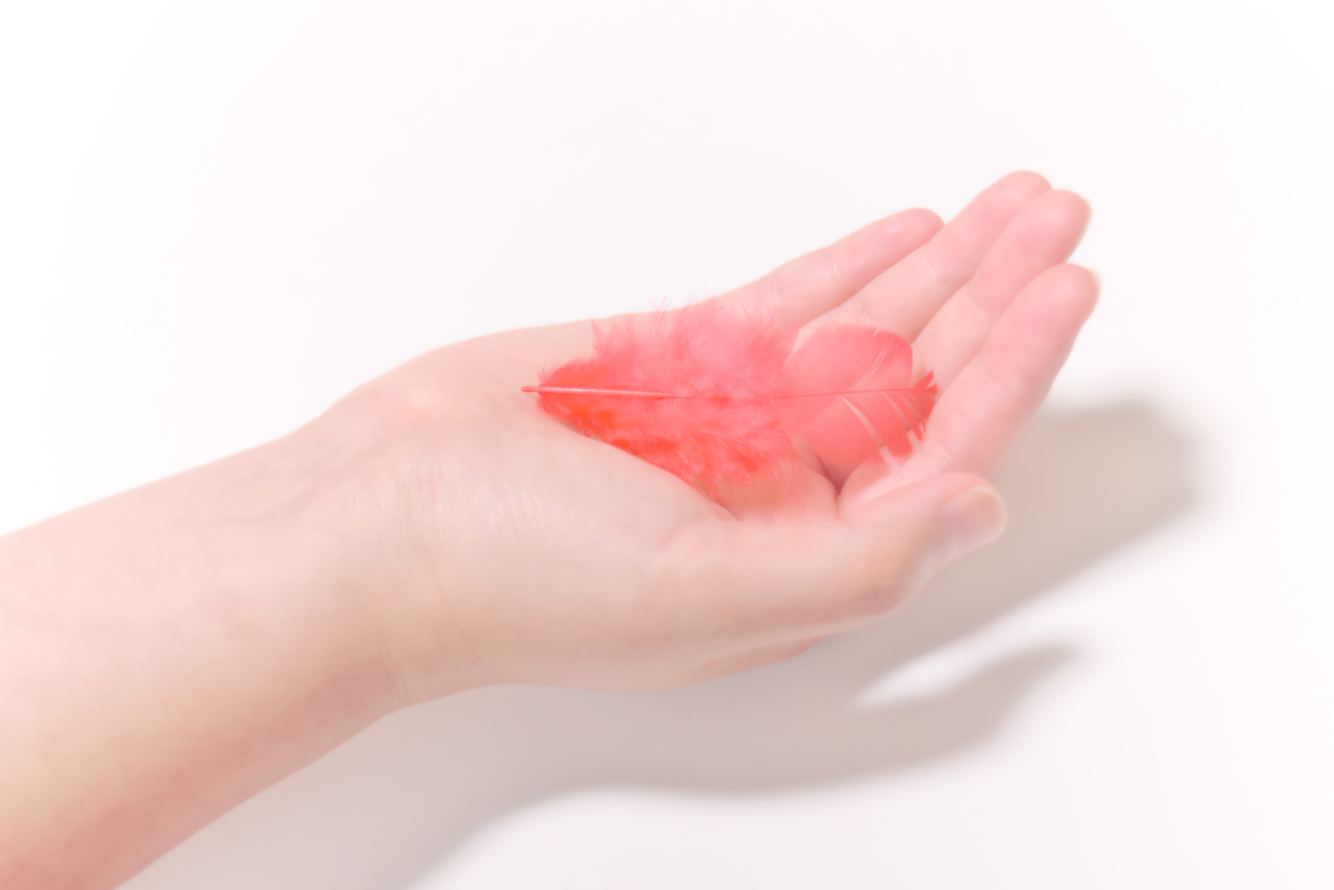 赤い羽根共同募金