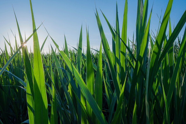 エネルギーソリューション