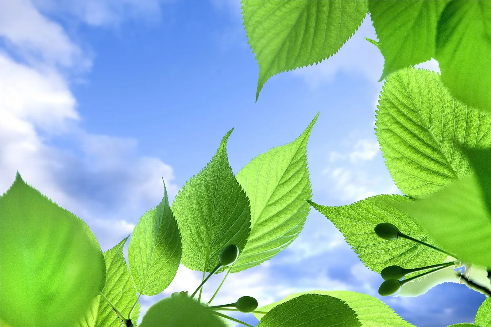 合同会社Lauleleイメージ画像