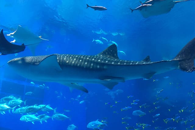 美ら海水族館