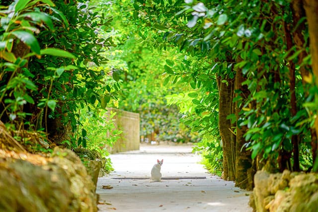 備瀬のフクギ並木