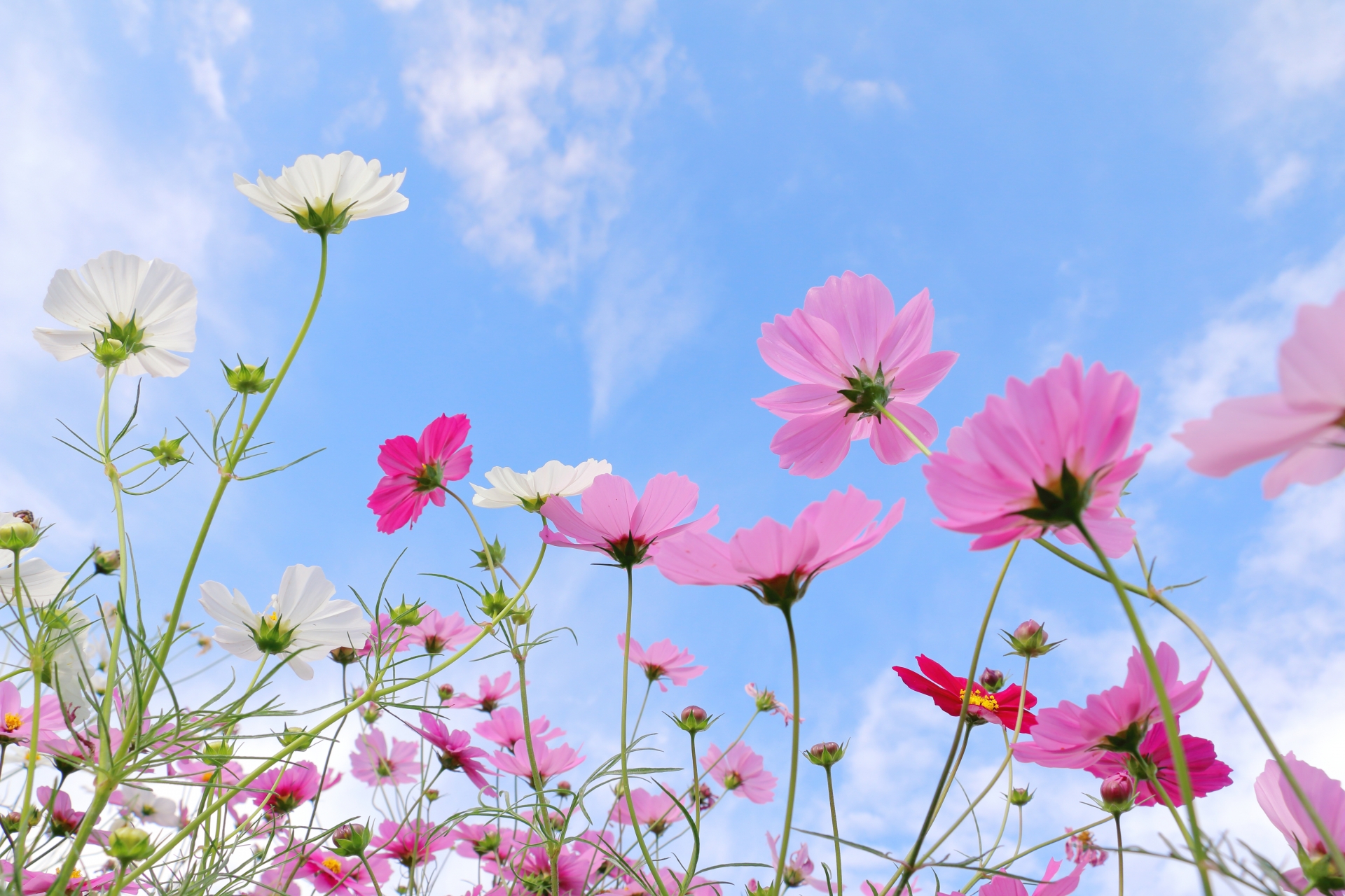 一般事業主行動計画（次世代・女性活躍推進法一体型）