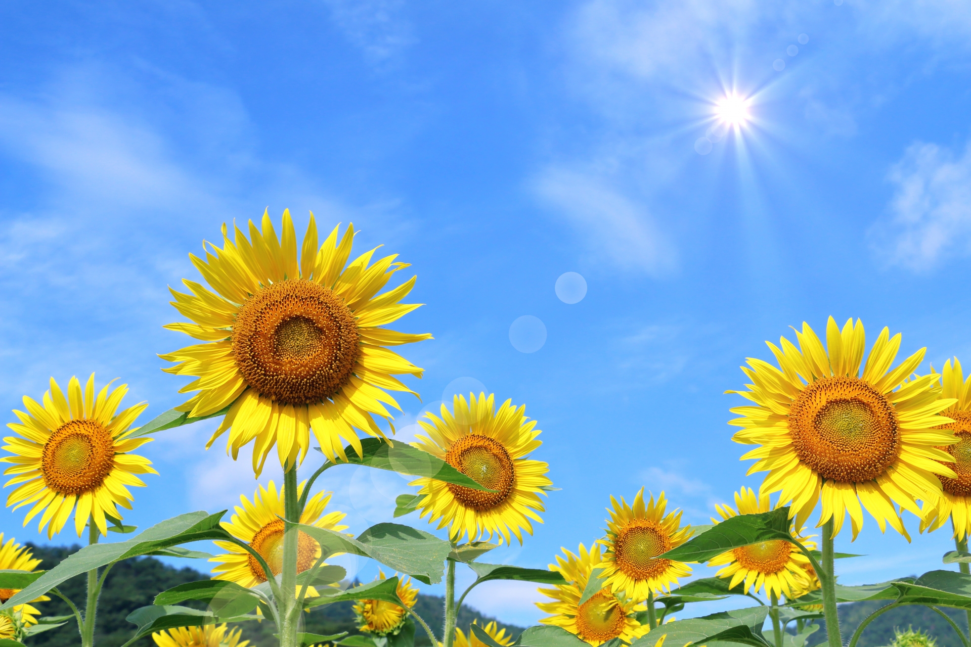 一般事業主行動計画