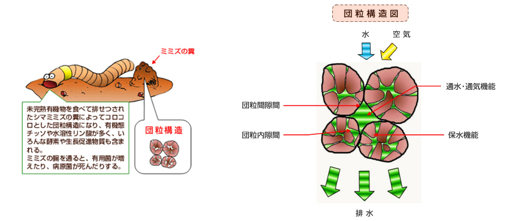 みみずふん土はすごい！