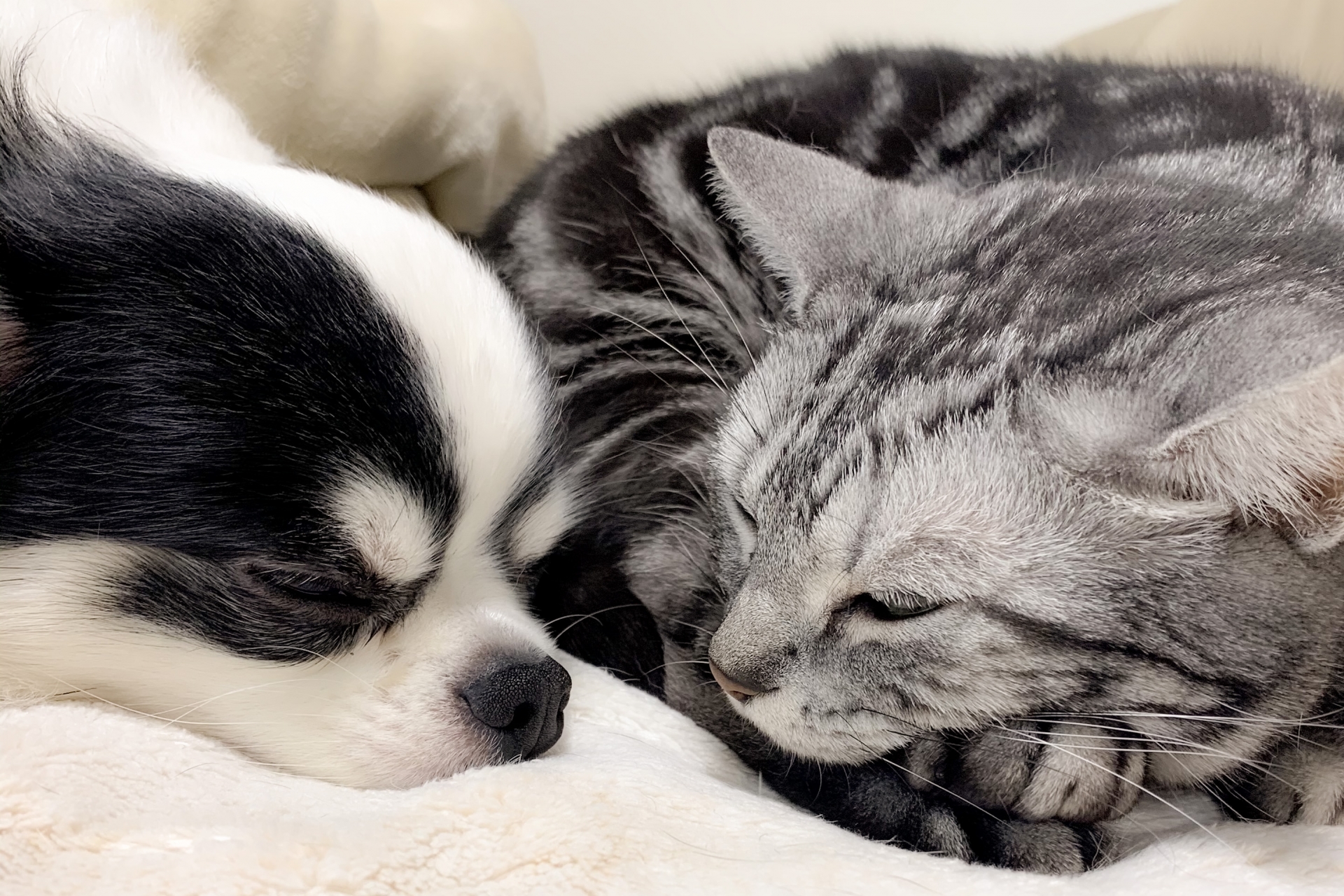 わんちゃん・ねこちゃんも