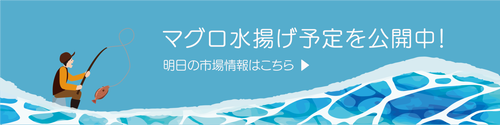 マグロ水揚げ予定ブログ