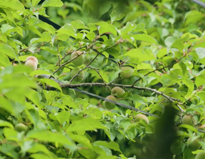 特徴・こだわり