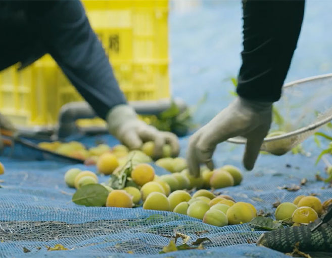 特徴・こだわり