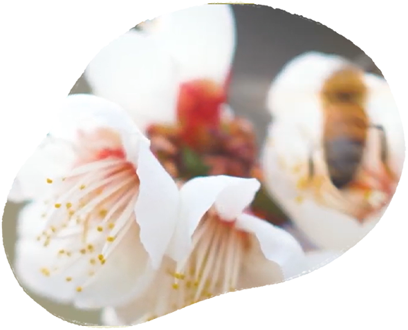 青梅や有田みかんの販売