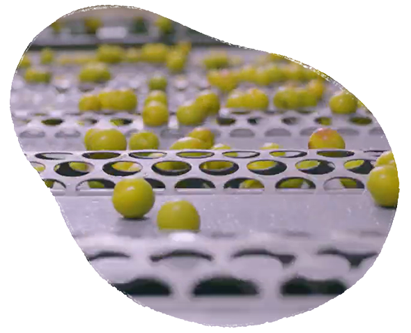 青梅や有田みかんの販売