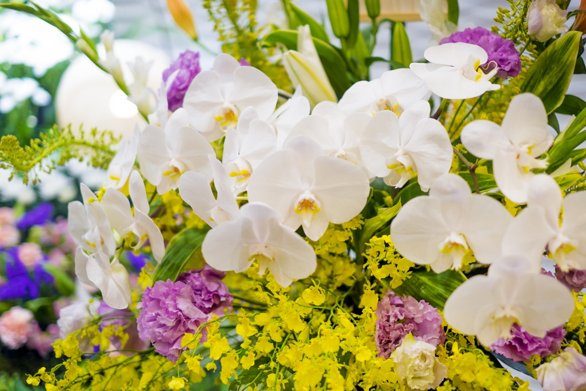 胡蝶蘭・観葉植物・花卉の販売