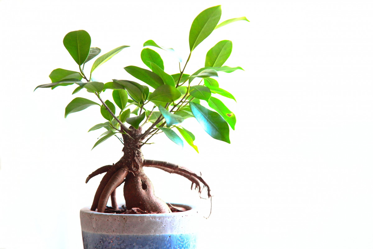 園芸卸売事業部