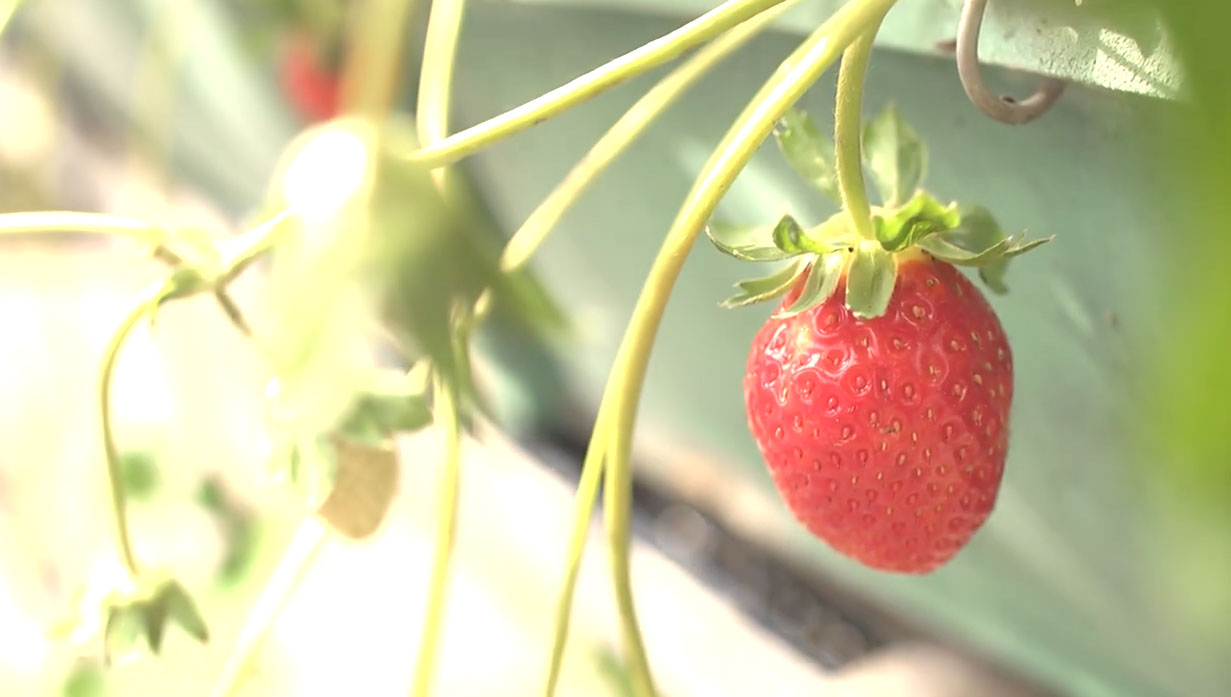 地下水で冷やしてから食べてみてください!