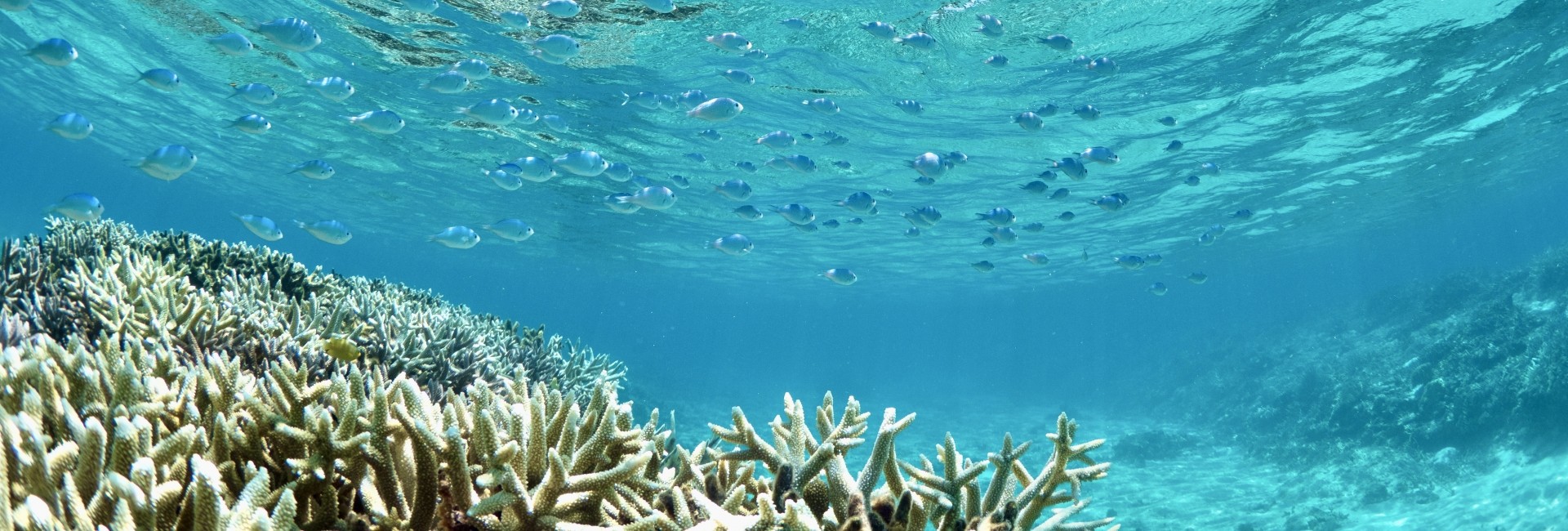 デイサービス珊瑚