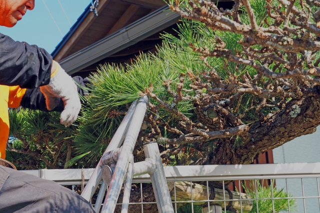 樹木の剪定・管理