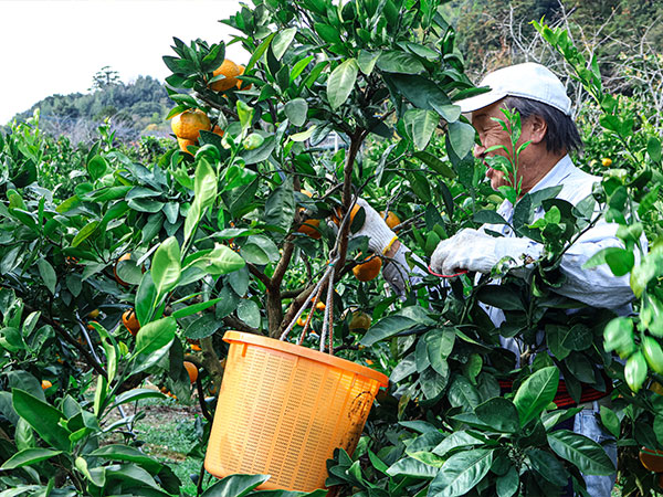みかんの里ならではの味覚と体験