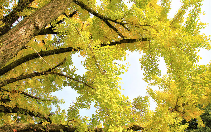 ピクシスで働くメリット