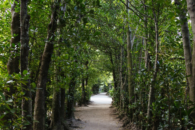 備瀬のフクギ並木