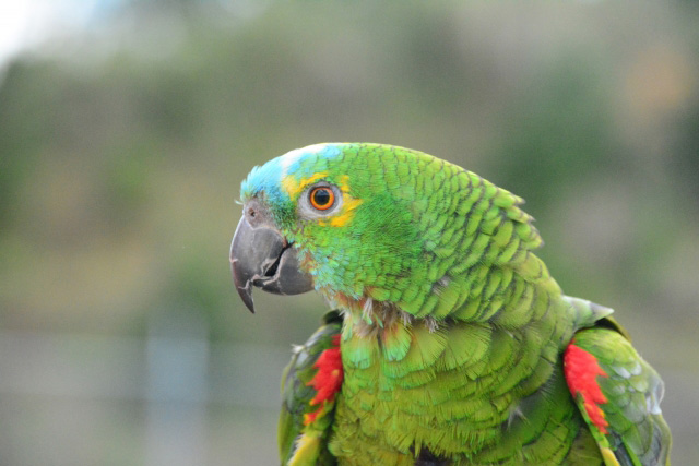 ネオパークオキナワ