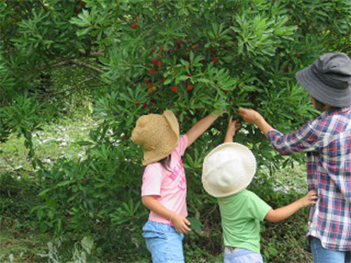 歩危農園について