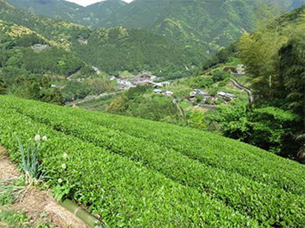 歩危農園で感じる、風・音・星空