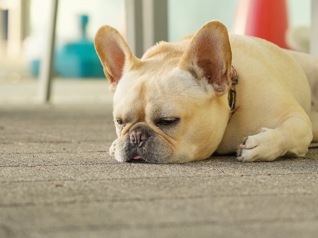 ワンちゃんの性格に合わせた施術