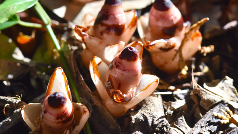 天然記念物「ヤッコソウ」
