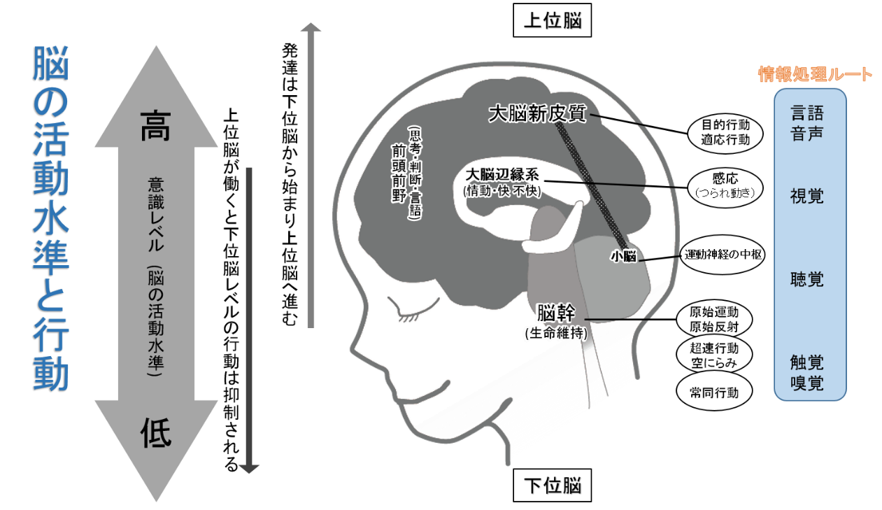 脳の発達と障害児の行動
