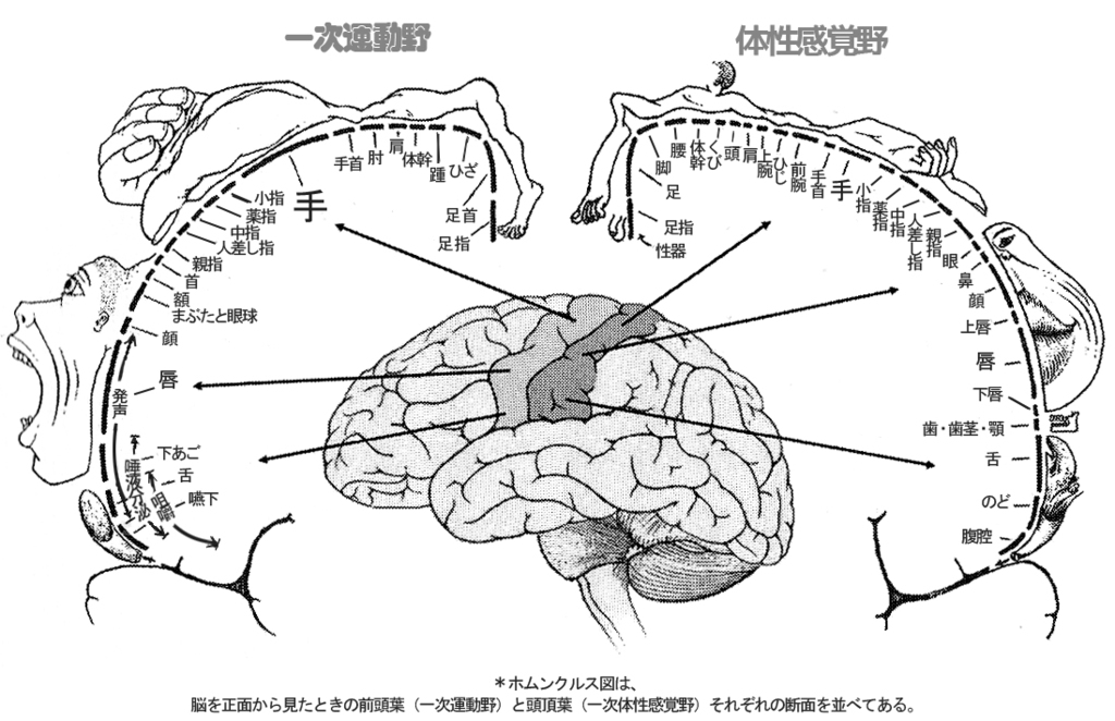 （ペンフィールドの身体地図）