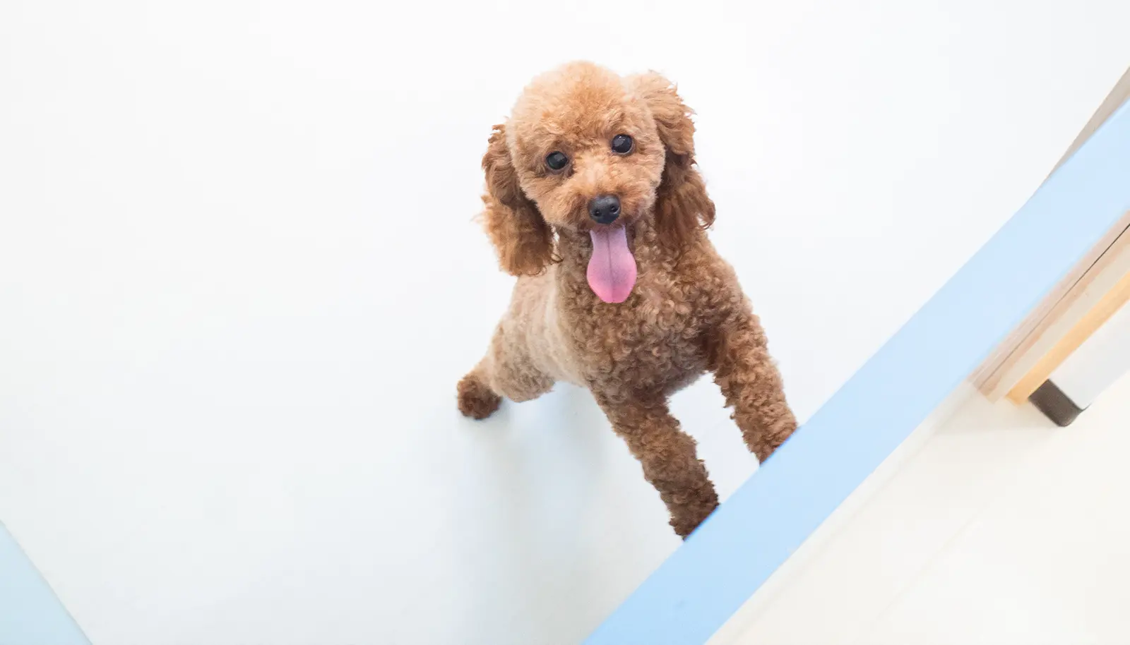 らんらん幼稚園のイメージ