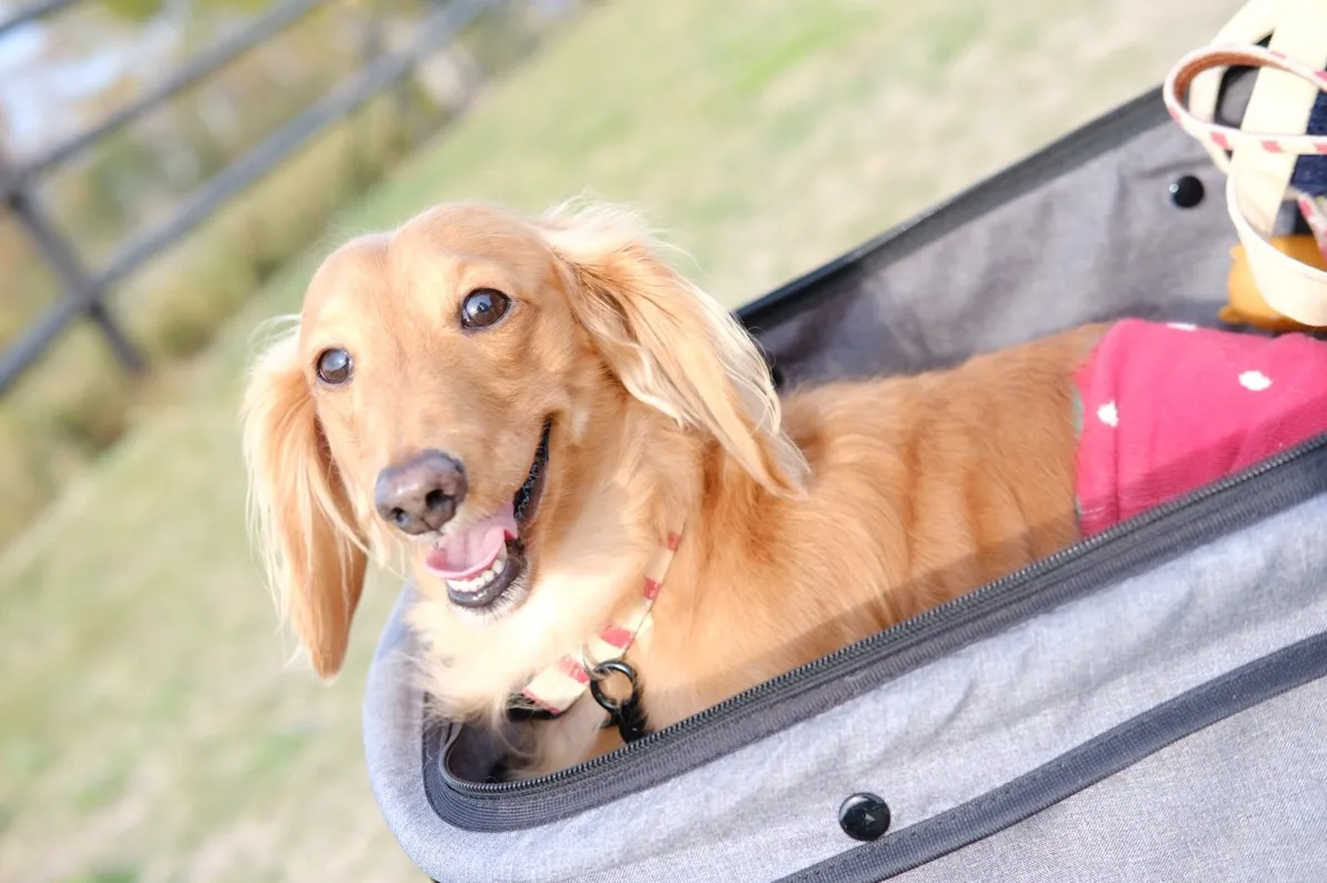 らんらん幼稚園のイメージ