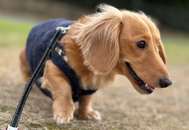 病院送迎とシニアケアのイメージ