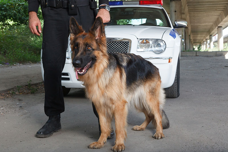警備犬（甲斐犬）による高い抑止力